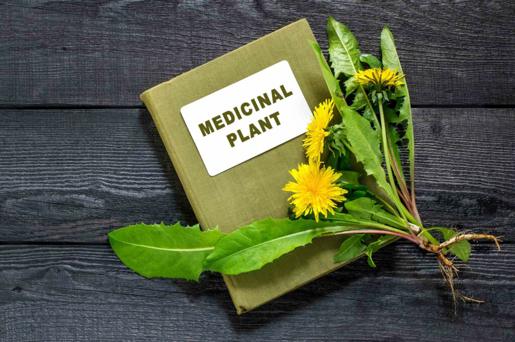 plantes médicinales